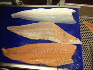 peladora de pescado automática 1