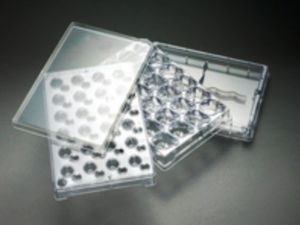microplaca