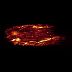 microscopio óptico 1