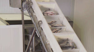 línea de procesamiento de pescado 1