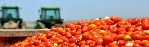 Software de SCM - SLV Tomato - Cachapuz Bilanciai Group - agrícola / de alta eficacia