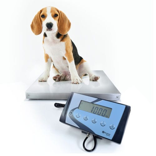 Balanza de plataforma - AIS / AIS-W - GIROPES - con pantalla LCD / con indicador separado / IP54