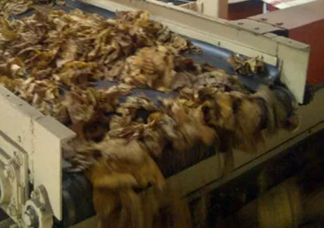 Correa de plástico - Peflex - AMMERAAL BELTECH - de alimentos / para la industria / resistente a los productos químicos