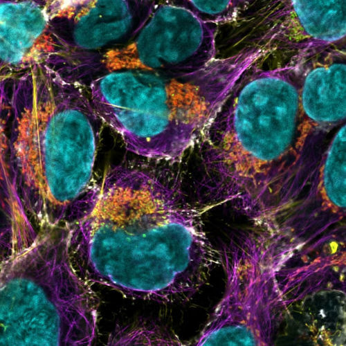 Microscopio óptico - STELLARIS - Leica Microsystems GmbH - para análisis / para la investigación / de fluorescencia
