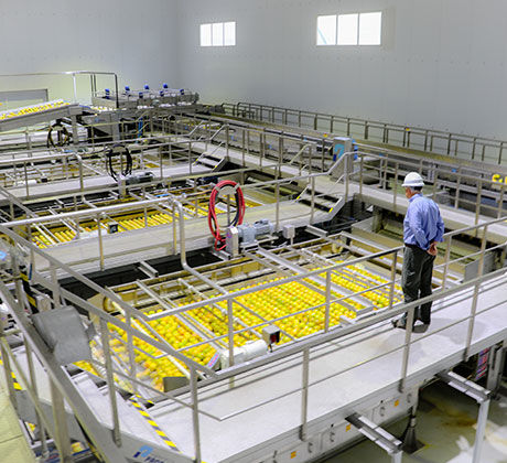 Extractor de aceite de cítricos - 6100 - Brown International Corporation LLC