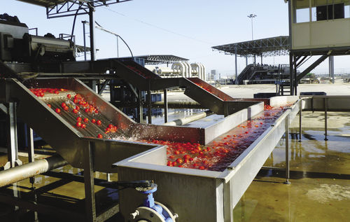 Transportador hidráulico - Agromeccanica srl - para tomates / para la industria alimentaria / de acero inoxidable