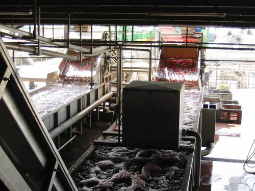 Cuba para fruta - Agromeccanica srl - para verdura / abierta / de uso alimentario