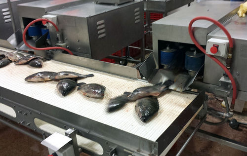 Evisceradora de pescado - DC-18 - Pisces Fish Machinery Inc.