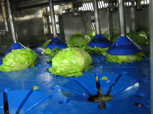 Cortadora de extremos de lechugas - DSI-4P  - TECNOCEAM