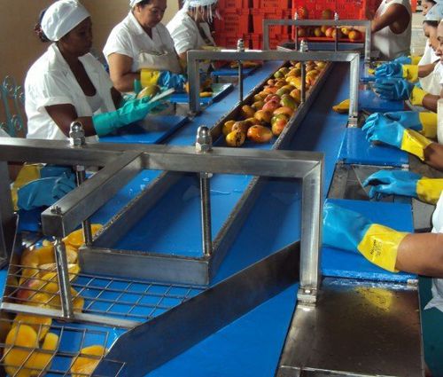 Transportador de banda - NM1 - TECNOCEAM - de transporte / para fruta / para la industria alimentaria