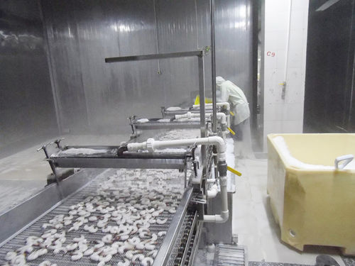 Refrigerador de agua - ZD-XL 1500 - Shrimp Machine - para langostinos / de acero inoxidable / con transportador de cinta
