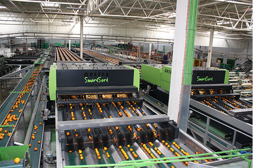 Máquina clasificadora para la industria agroalimentaria - SMARTSORT - Greefa - automática / para fruta / continua