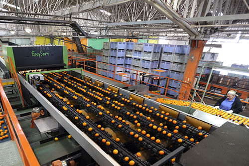 Máquina clasificadora para la industria agroalimentaria - EASYSORT - Greefa - por láser / automática / de desechos