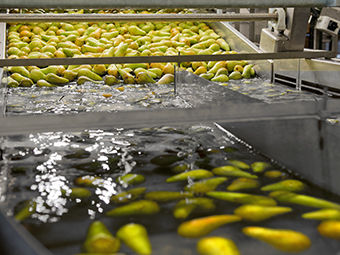 Alimentador con disco - Greefa - para productos alimentarios / automático