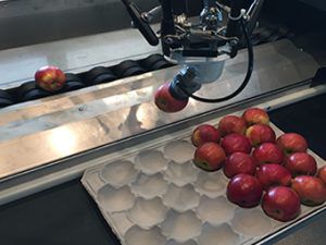 Línea de embalaje completa para multiproductos - Greefa - automática