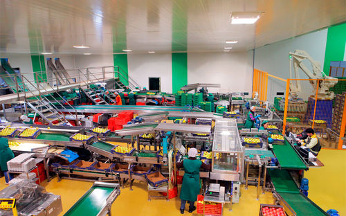Línea de embalaje para la industria alimentaria - CALIBRAFRUTA LDA - para fruta / robotizada