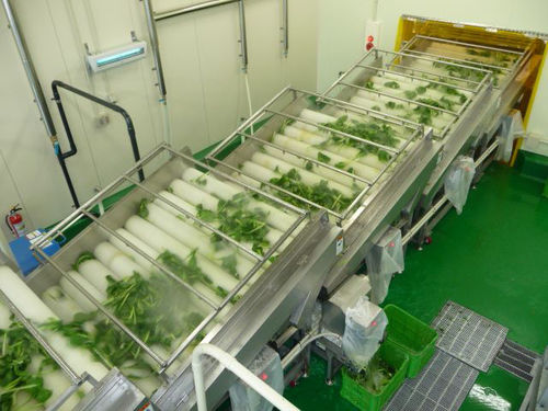 Lavadora agroalimentaria de cepillo - MXJ-20 - SHAOXING WALLEY FOOD MACHINERY CO., LTD. - para verdura / para fruta / para mariscos
