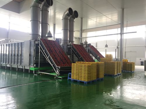 Secador de aire caliente - HGD series - SHAOXING WALLEY FOOD MACHINERY CO., LTD. - de hortalizas / para fruta / de zanahorias