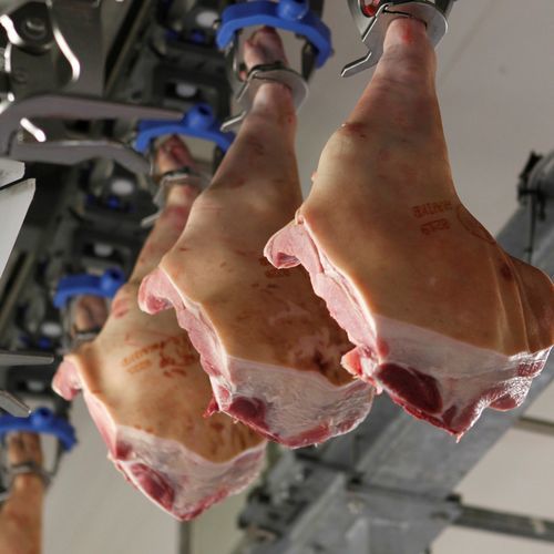 Máquina de deshuesado cerdo - DeboFlex - JBT Corporation - contramuslos / automática
