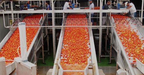 Clasificador para la industria agroalimentaria - FBR-ELPO - óptico / automático / para tomates