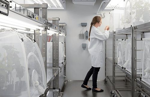 Cámara de cultivo para plantas - Fitotron® SGR - Weiss Technik - para insectos / de grandes dimensiones
