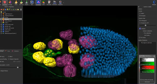 Software de análisis - Imaris - Andor Technology - de análisis de imágenes / de visualización / de seguimiento