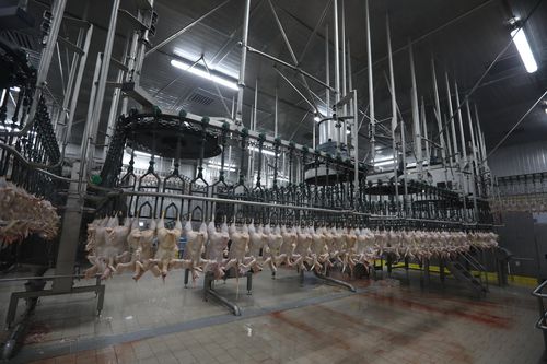 Línea de matanza para pollos - CANTEK Cold Storage - Meat Processing - móvil