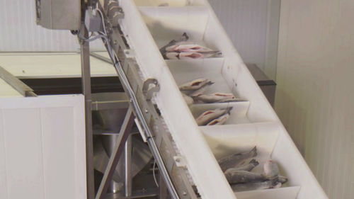 Línea de procesamiento de pescado - CANTEK Cold Storage - Meat Processing