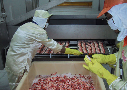 Línea de procesamiento de langostinos - Cabinplant A/S - con inspección / con refrigeración / con pesaje
