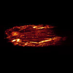 microscopio &oacute;ptico