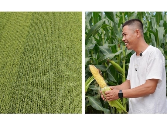 Un agricultor local, el Sr. Guo, y su campo de maíz en Tongliao.