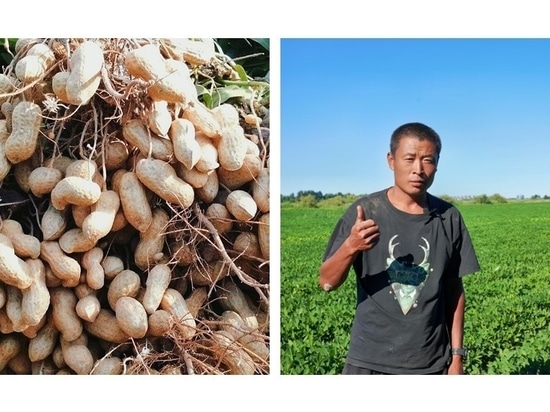 El Sr. Jiang, agricultor de cacahuetes en Tongliao, y su cosecha.