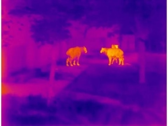 Exploración al aire libre y patrulla de fauna salvaje