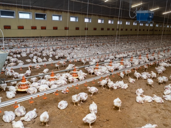 Aves de corral