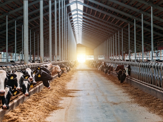 Vacas lecheras