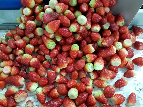 Las fresas congeladas y liofilizadas